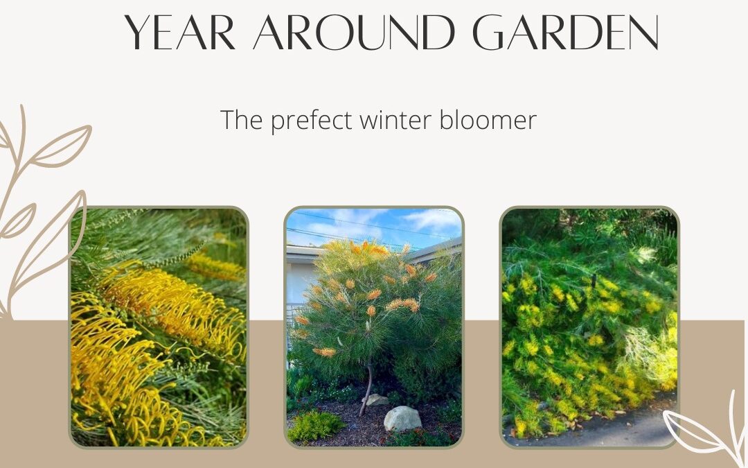 Plants that bloom year-round in Southern California Climate