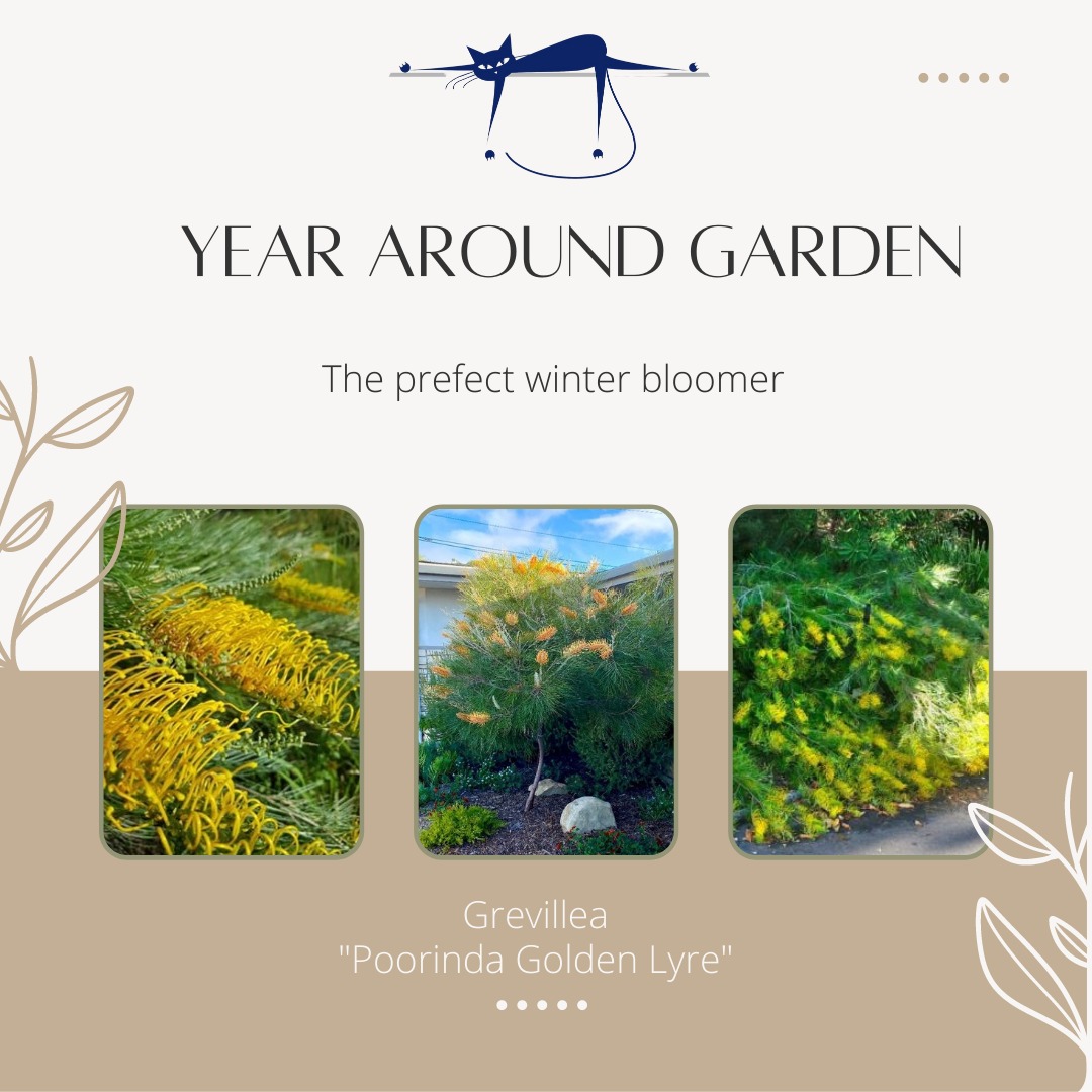 Plants that bloom year-round in Southern California Climate