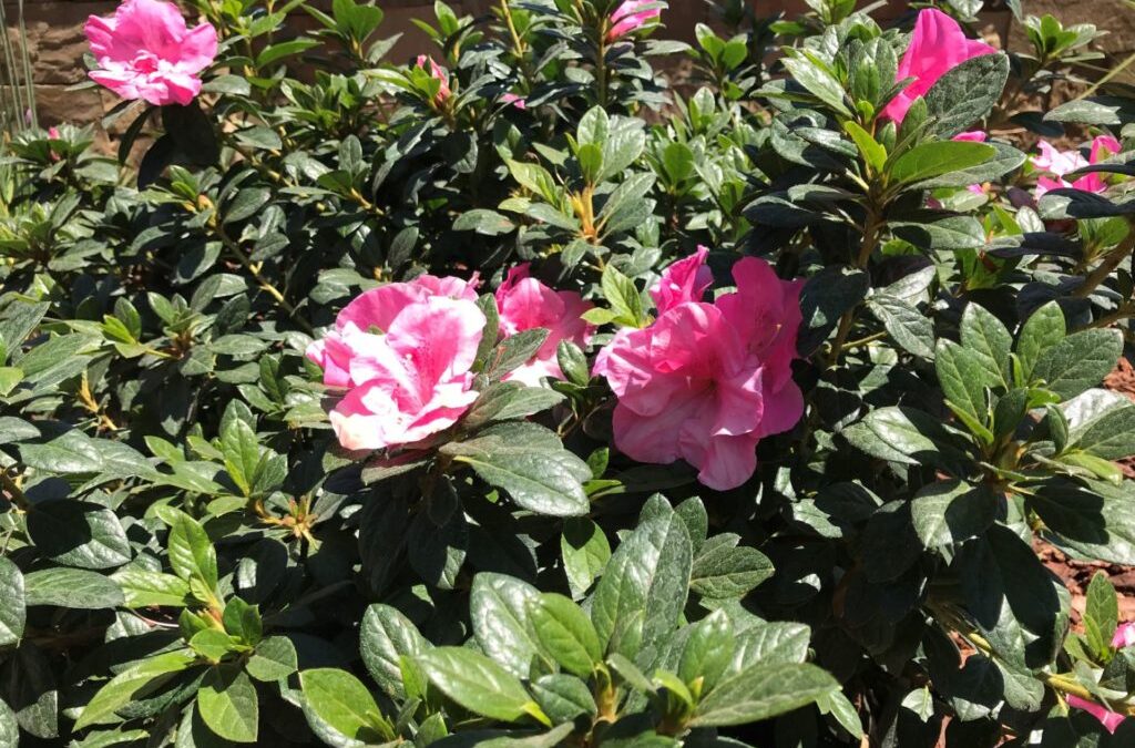Top Benefits of Landscaping in 2021