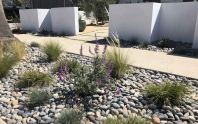 Drought Tolerant Landscaping – Ventura, CA