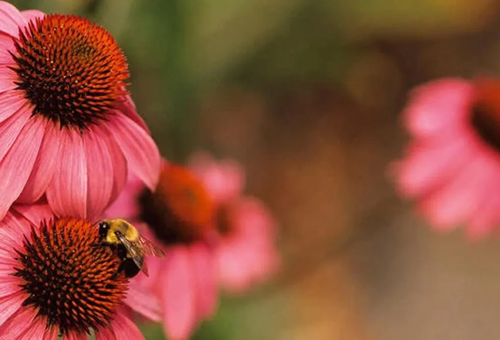 echinacea-coneflowers-5