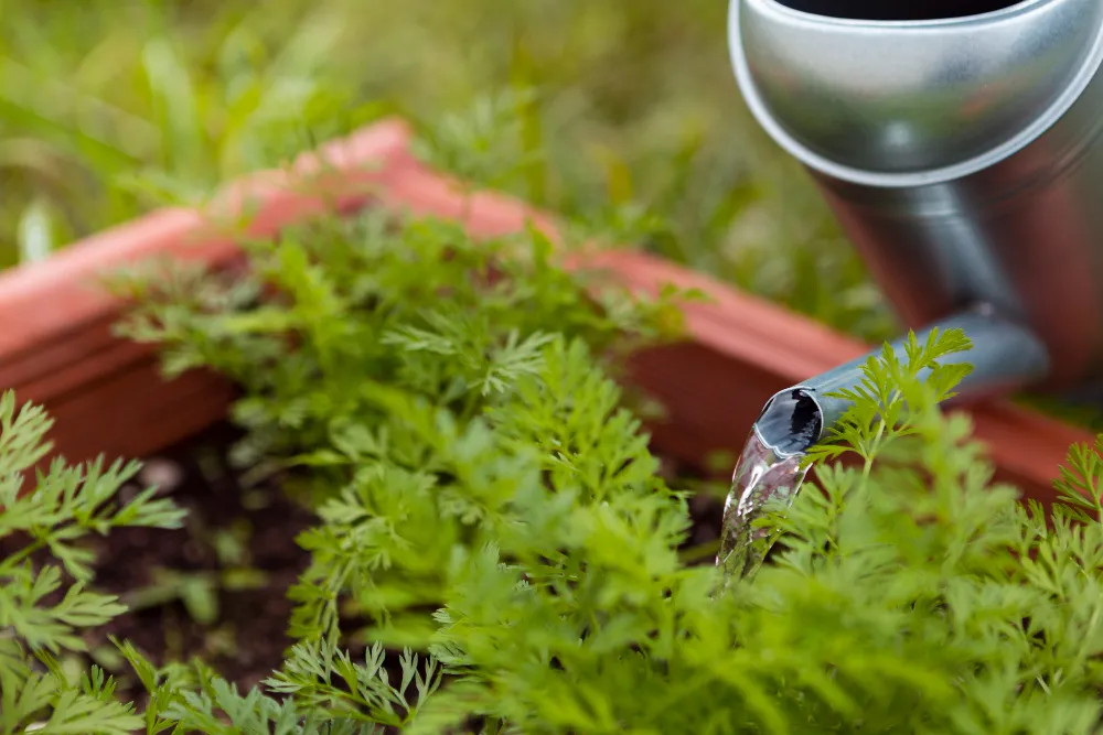irrigation system