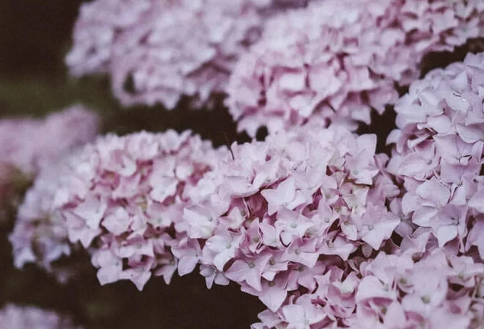 lilac-hydrangea-12