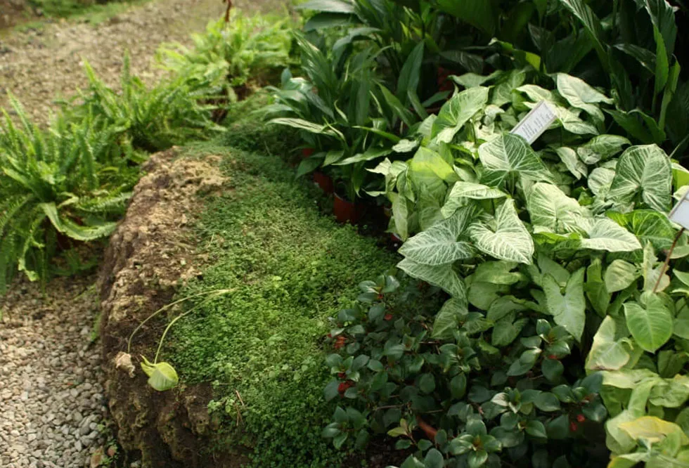 lush-garden-6