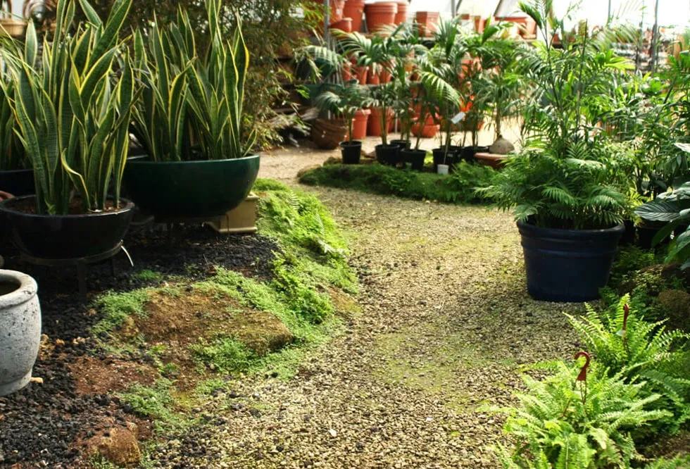plant-selection-13