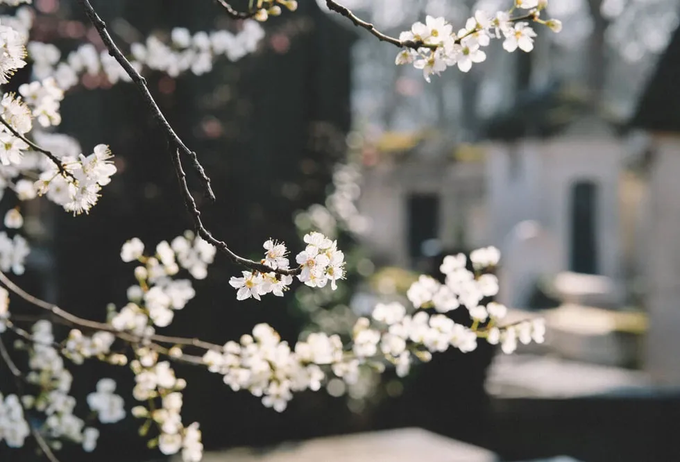 white-flowers-2