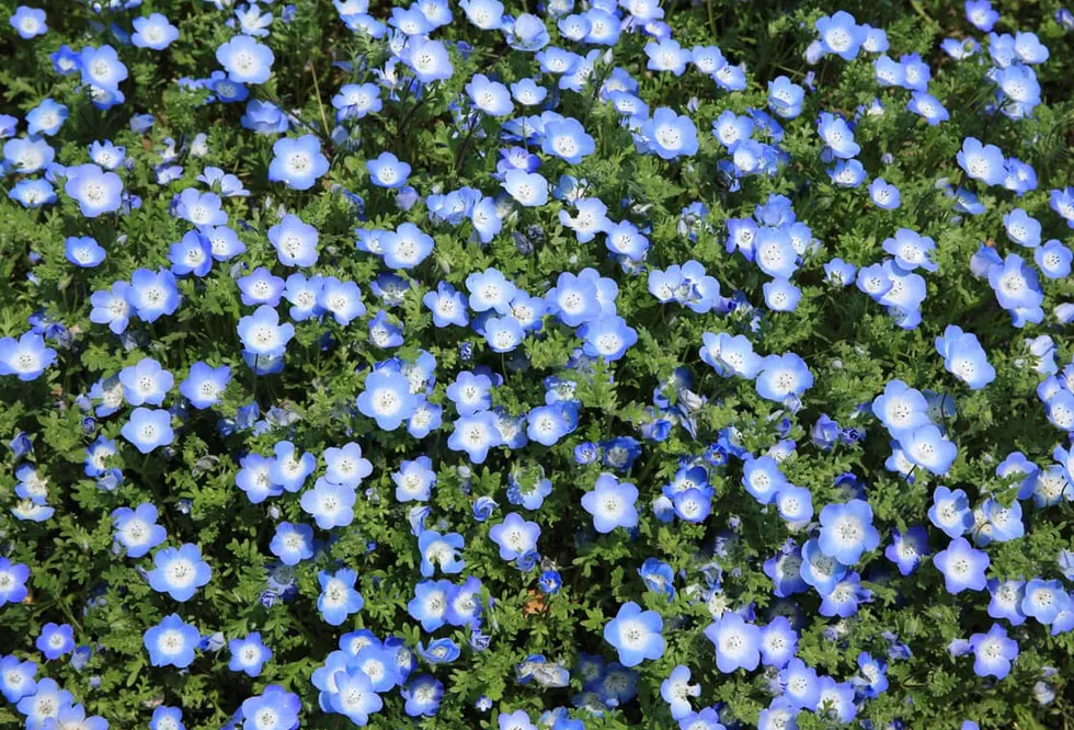 wild-flowers-15