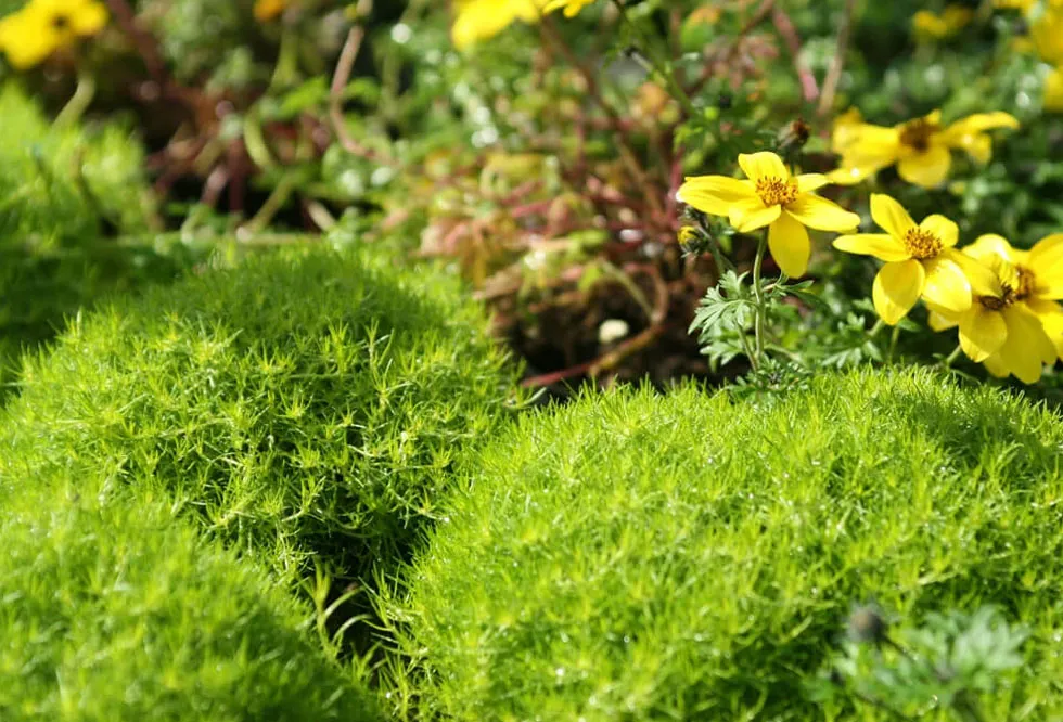 yellow-wild-flowers-7