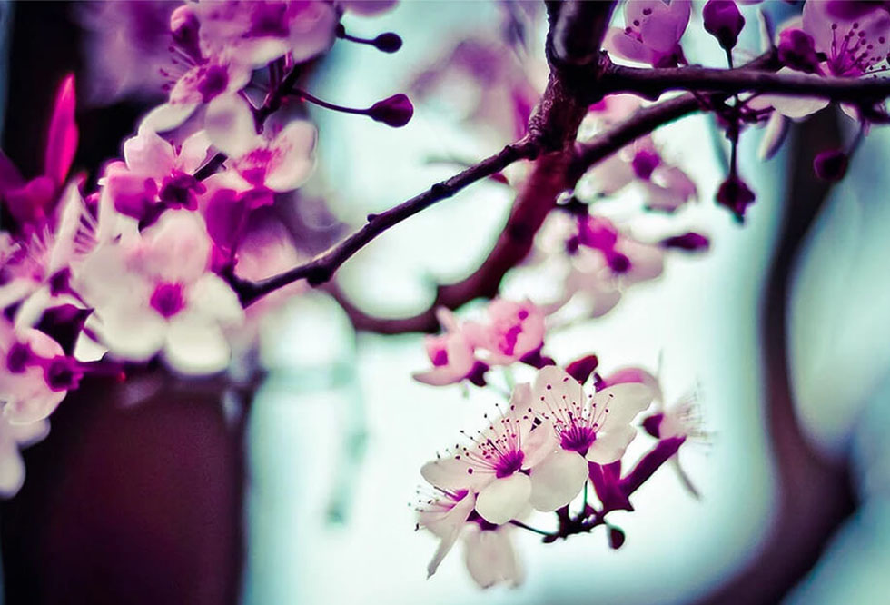 almond-tree-flowers-9