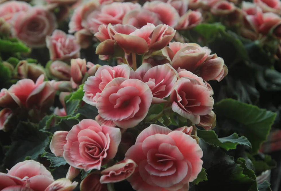 light-pink-roses-11